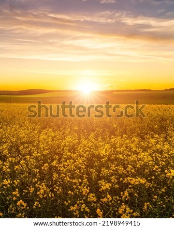 Agricultural flowering rapeseed field at sunset or sunrise. Rural landscape. Royalty-Free Stock Photo #2198949415