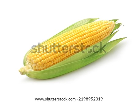 Fresh corn isolated on white background. Clipping path. Royalty-Free Stock Photo #2198952319