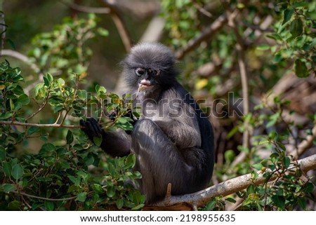 Cute spectacled langur sitting on the tree in the forest of Thailand.
