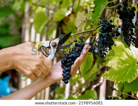 Close up female hands with garden scissors cutting red grape bunches. Autumn harvest concept. Royalty-Free Stock Photo #2198956081