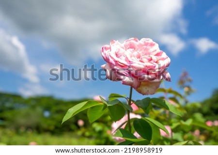 Pink Rose on the tree with sunlight on daytime. Selective focus.