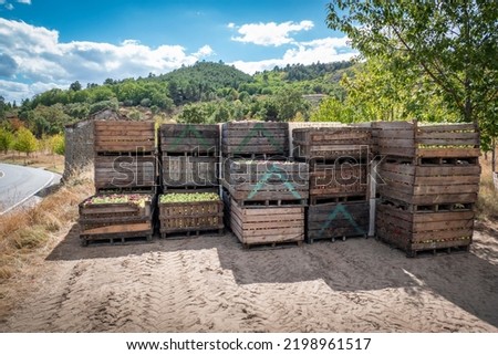 Apple harvest freshly picked in wooden boxes one on top of the other, ready for distribution in Portugal
