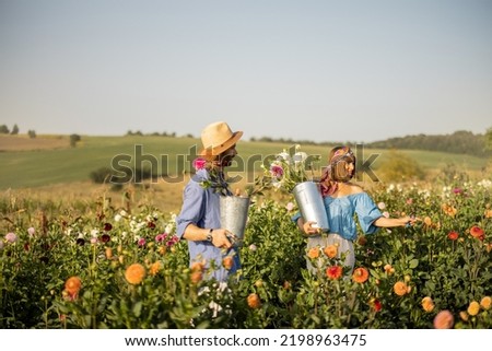 Man and a woman pick up dahlia flowers while working at rural flower farm on sunset. Young farmers having small business of growing dahlias on field Royalty-Free Stock Photo #2198963475