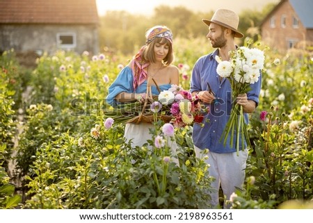 Man and a woman pick up dahlia flowers while working at rural flower farm on sunset. Young farmers having small business of growing dahlias in summer garden Royalty-Free Stock Photo #2198963561