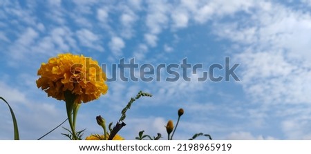 Kotok dung or bottled dung, known in Indonesia as gumitir flowers, Mexican marigolds, African marigolds are annual flowering herbs and belong to the Asteraceae family with a sky background and clouds