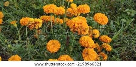 Tahi kotok or matched bottles, known in Indonesia as gumitir flowers, Mexican marigolds, African marigolds are annual flowering herbs and belong to the Asteraceae family
