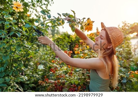 Gardener cutting stem of yellow rose using pruner in summer garden at sunset. Woman picking fresh blooms Royalty-Free Stock Photo #2198979929