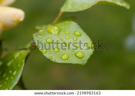 Macro close up picture of a green blooming leaf with morning dew droplets on it