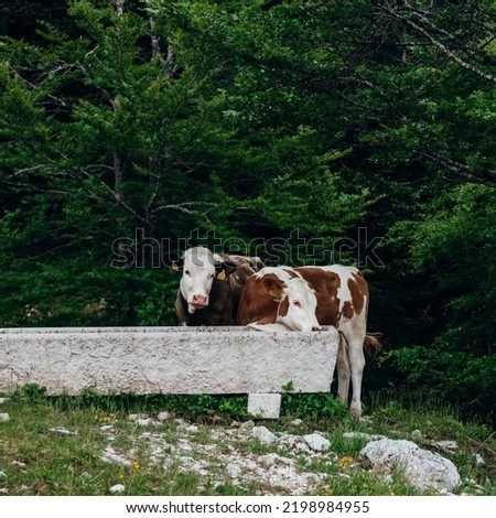 Free-range cows in the Slovenian mountains