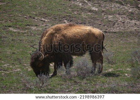 Picture taken at Yellowstone National Park shows bison animal