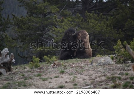 Picture taken at Yellowstone National Park shows bison animal
