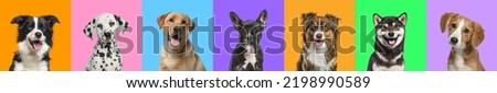 Banner, Collage of multiple dogs head portrait photos on a multicoloured background of a multitude of different bright colours. 