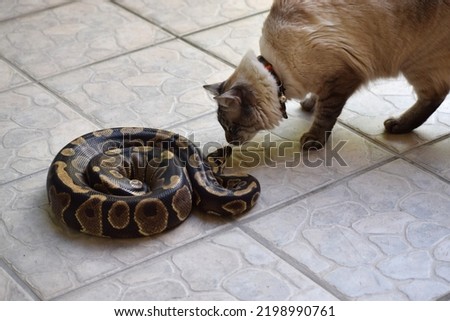 Cat and snake sniffing each other. Ball python and siamese cat being unlikely friends. Bold kitten near a dangerous reptile