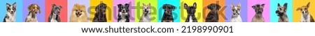 Banner, Collage of multiple dogs head portrait photos on a multicoloured background of a multitude of different bright colours. 
