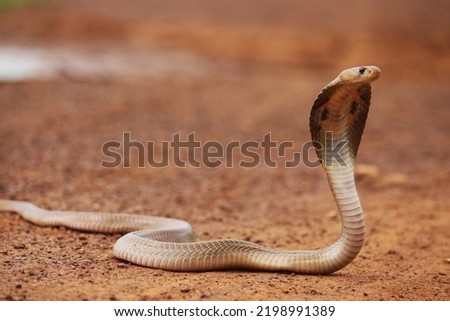 Snakes are elongated, limbless, carnivorous reptiles of the suborder Serpentes. Like all other squamates, snakes are ectothermic, amniote vertebrates covered in overlapping scales. Royalty-Free Stock Photo #2198991389