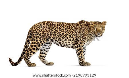 Portrait of leopard standing a looking at the camera, Panthera pardus, against white background Royalty-Free Stock Photo #2198993129