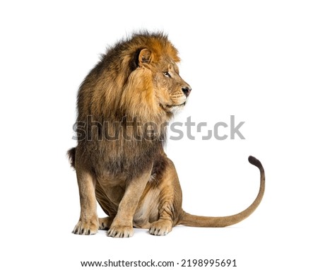 Sitting lion looking away, isolated on white Royalty-Free Stock Photo #2198995691