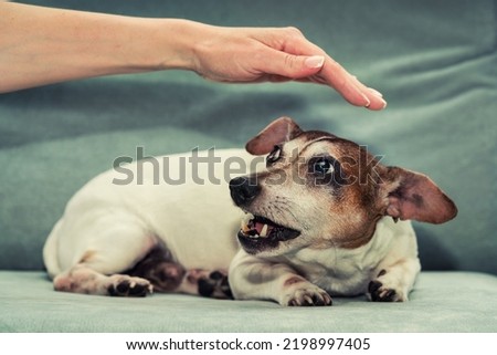 Pregnant female dog Jack Russell terrier growls to person hand. Animal instinct and behaviour. Royalty-Free Stock Photo #2198997405
