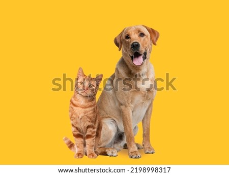 Labrador retriever dog panting and ginger cat sitting in front of dark yellow background Royalty-Free Stock Photo #2198998317