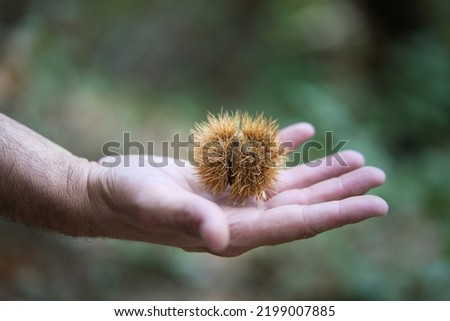 detail of a man's hand holding a chestnut in its spiked shell in his palm. Royalty-Free Stock Photo #2199007885