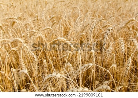 Wheat ear close-up on a yellow blurry background. The harvest is ripe in the fields. The world's leading grain crop. An ingredient for making bread, vodka, beer, pasta, flour. Food of Europe. Royalty-Free Stock Photo #2199009101