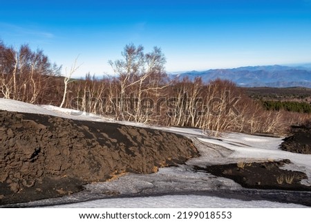Grove forest on brown dark volcanic sand, bare terrain. Scenic view on volcano mount Etna, in Sicily, Italy, Europe. Solidified lava, ash on its slopes of snow covered craters. Hiking tour