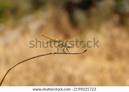 Dragonfly sitting on a stick with green and brown background