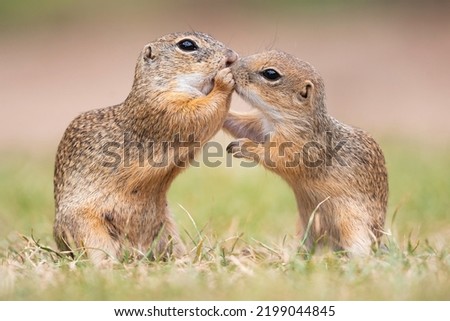European ground squirrel (Spermophilus citellus), or the European souslik. Two individuals standing on the meadow. Orange background with soft light. Kissing of two squirrels. Cute wildlife photo. 