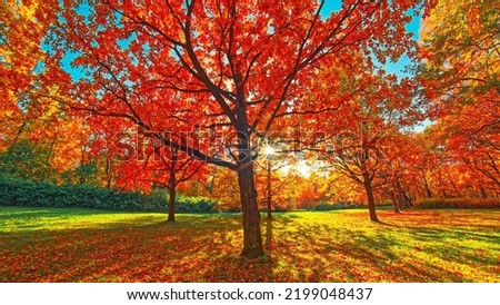 Autumn forest path. Orange color tree, red brown oak leaves in fall city park. Nature scene in sunset fog Wood in scenic garden Bright light sun sky Sunrise of a sunny day, morning calm sunlight view.