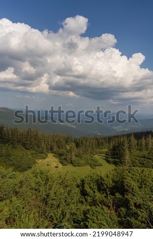 Green forest with fir trees and a meadow near mountain village Dragobrat, Western Ukraine, Europe. Beautiful nature of the Carpathian mountains on a sunny day in summer. Aerial drone shot landscape
