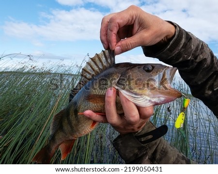 Trophy fishing. This European Perch (rivers perch) weighing 1.2 kilograms was caught spinning in the northern lake. Toothy mouth of a predatory fish Royalty-Free Stock Photo #2199050431