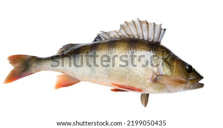 European perch (Perca fluviatilis), River bass. Isolated on a white background Royalty-Free Stock Photo #2199050435