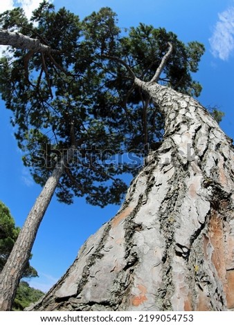 SEA PINE type trees with wrinkled bark seen from below in summer without people Royalty-Free Stock Photo #2199054753