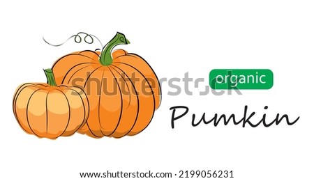 Pumpkin vector illustration. One continuous line drawing art illustration organic pumpkin.