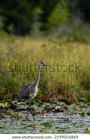Heron hunting in lily pads