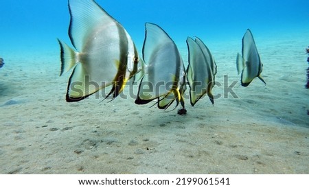 Long fin Longfin Batfish Platax family Ephippidae - grows up to 70 cm It feeds on algae and small invertebrates.