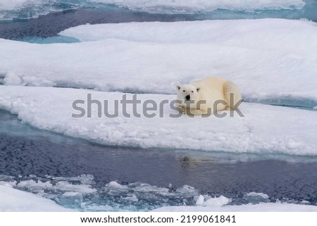 Polar bear resting on ice floe in the Viscount Melville Sound, Nunavut, Canada high arctic polar region. Royalty-Free Stock Photo #2199061841