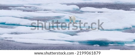 Panorama of polar bear on ice floes in the Viscount Melville Sound, Nunavut, Canada high arctic polar region. Royalty-Free Stock Photo #2199061879