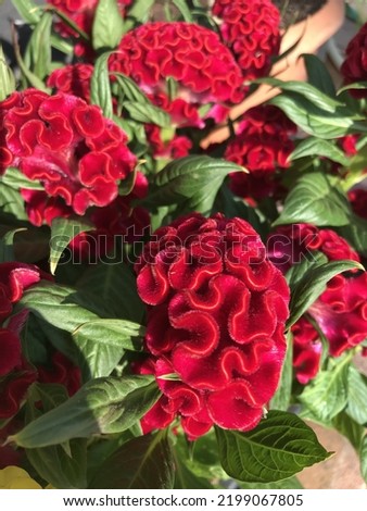 Red Flower - Beautiful Plant