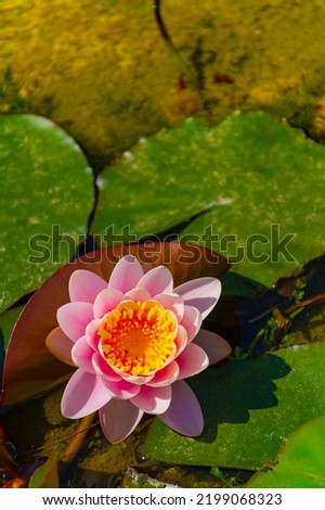 Water lily with its floating leaves out of focus, in a pond. Vertical image