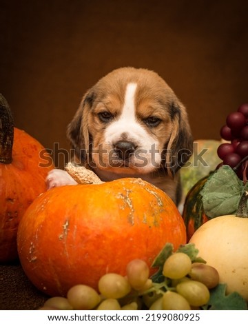 A puppy sits in pumpkins and poses for an autumn photo shoot