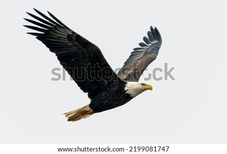 American Bald Eagle flying looking for its next meal  Royalty-Free Stock Photo #2199081747