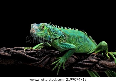 green iguana head and spikes, closeup head of green iguana, animal closeup Royalty-Free Stock Photo #2199094715