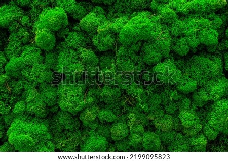 Green moss. Decorative wall made of stabilized moss Royalty-Free Stock Photo #2199095823