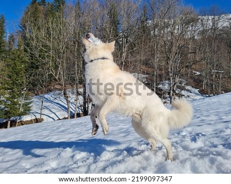 white shepherd breed dog playing in the snow