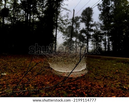 Early morning spider web foggy background trees and fall leaves Georgia USA