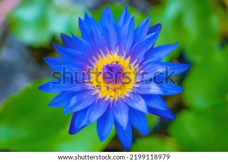 Lotus flower. Water Lily. Close up view of the lotus flower with blue stamens and insects inside in the natural pond. Zen and peaceful