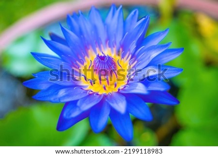 Lotus flower. Water Lily. Close up view of the lotus flower with blue stamens and insects inside in the natural pond. Zen and peaceful