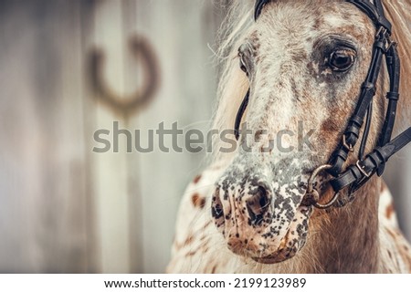 Close-up portrait of a bridled shetland pony in front of a wooden background. A horseshoe is seen in the background. Text space