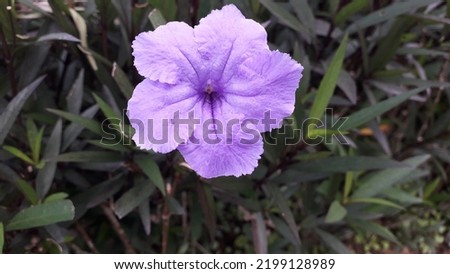 Beautiful Purple flower of Ruellia simplex in the garden